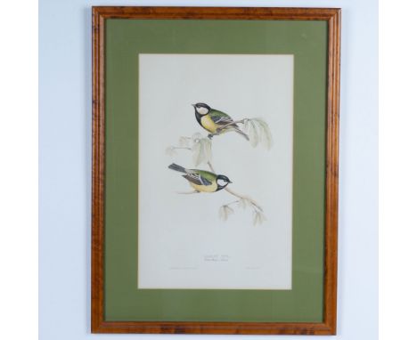 An original hand-colored lithograph on paper by John and Elizabeth Gould of two smalls birds known as Great tits (Parus major