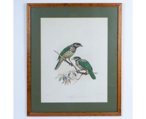 An original hand-colored lithograph on paper by J. Wolf and J. Smit of two smalls birds known as White-eared catbirds (Ailuro