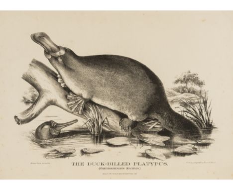 Australia.- Krefft (Gerard) The Mammals of Australia, illustrated by Miss Harriet Scott, and Mrs. Helena Forde, for the Counc