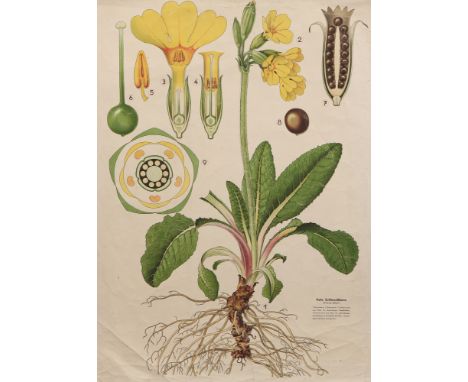 A Large Didactic Lithograph of a Primula Flower, Austrian, c.1940, showing the anatomy of the flower printed by 'A Pilchers W