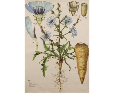 A Large Didactic Lithograph of a Chicory Plant/Flower, Austrian, c.1940, showing the anatomy of the flower printed by 'Quirin
