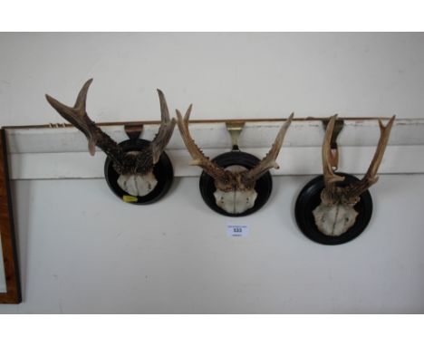 Three mounted hunting trophies 