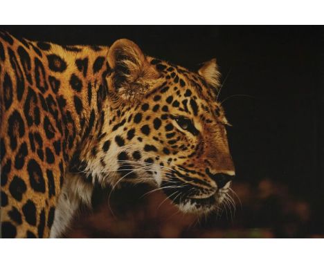 A contemporary print of canvas of a leopard, approx 101cm x 149cmFrom the estate of Peter Stringfellow