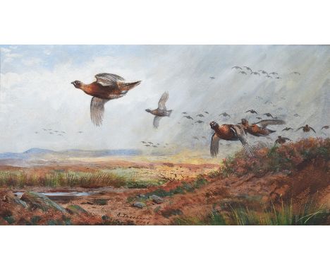 Archibald Thorburn (British 1860-1935)Driven GrouseWatercolourSigned and dated 1906 (lower centre)17.5 x 31.5cm (6¾ x 12¼ in.