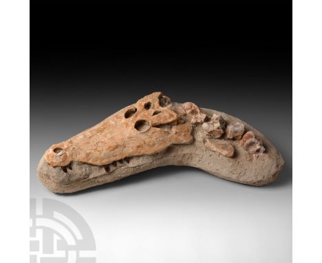 Late Cretaceous Period, 82-73 million years B.P. A fossil crocodile skull from an extinct species, probably from the genus De