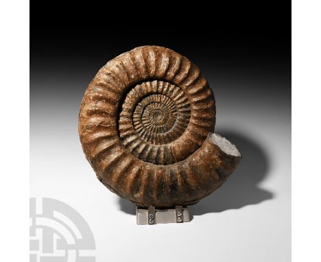 Jurassic Period, c.200 million years B.P. A very large fossil ammonite Paracoroniceras sp. showing well preserved ribs; accom