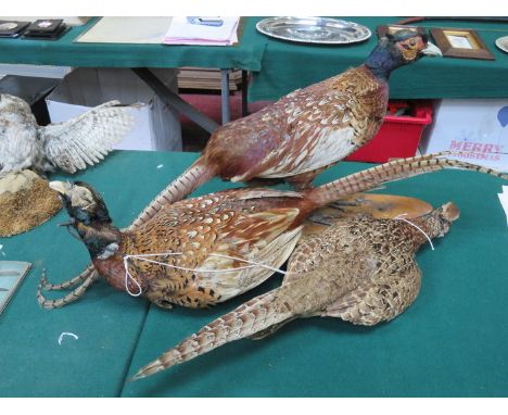 THREE VINTAGE TAXIDERMIC PHEASANT