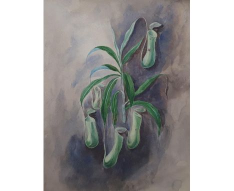 Andrew NICHOLL (1804-1886) watercolour "The Pitcher Plant", ex-Spink, London labels, verso, signed, Framed,36 x 27 cm 