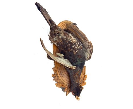 Taxidermy; Capercaillie bird (cock of the north), oak mount with wine leaf carving, bird 90cm l.