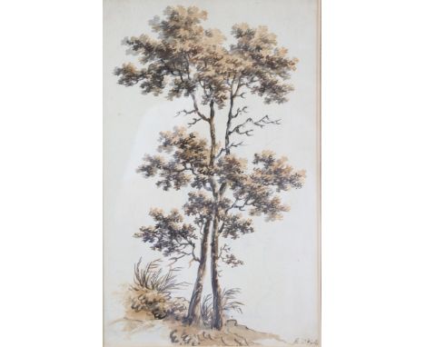A 19th century watercolour study of trees, signed “M. D’Oyly” lower right, 13¼” x 8”; another charcoal study of trees, signed