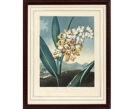 AFTER HENDERSON, ANTIQUE INTAGLIO BOTANICAL PRINT BY CALDWELL, PUB. BY JOHN THORNTON, PLATE: H 20" W 15" "THE NODDING RENEALM