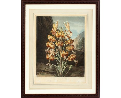 AFTER REINAGLE, ANTIQUE INTAGLIO BOTANICAL PRINT BY EARLOM, PUB. BY JOHN THORNTON, PLATE: H 19", W 14", "THE SUPERB LILY" Fir