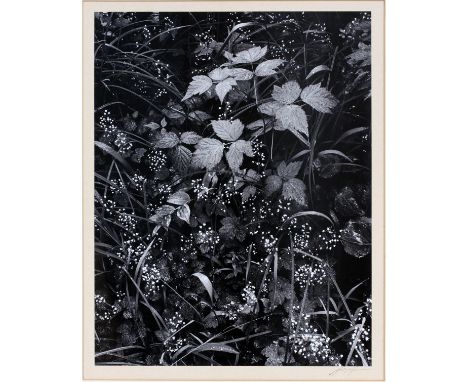 ANSEL ADAMS, GELATIN SILVER PRINT, "TRAILSIDE, JUNEAU ALASKA", 1948, H 13", W 10"Signed on print recto margin; framed. Proven