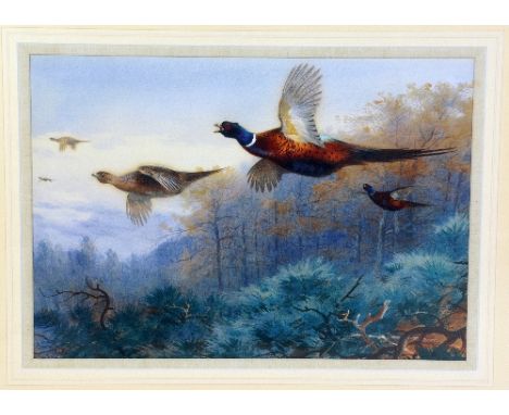 AFTER ARCHIBALD THORBURN 1860-1935, 'PHEASANTS IN FLIGHT', a limited edition print 32/195 with certificate, unframed, 43cm x 