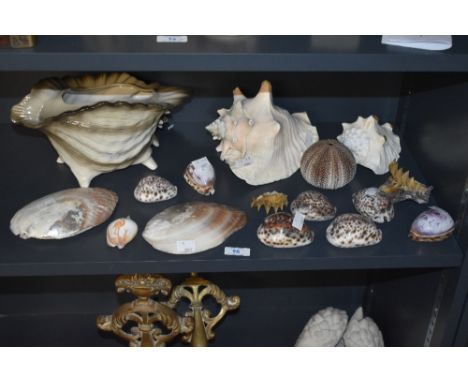 A large glazed ceramic conch shell planter, w30cm, sold together with a scrimshaw shell, a sea urchin, a polished clam ect, (