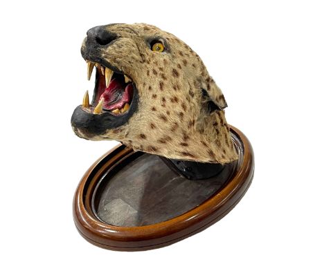 Victorian taxidermy leopard on adjustable oval wall mount, bearing part label? Holland, London Mount Makers, mount 35cm lengt