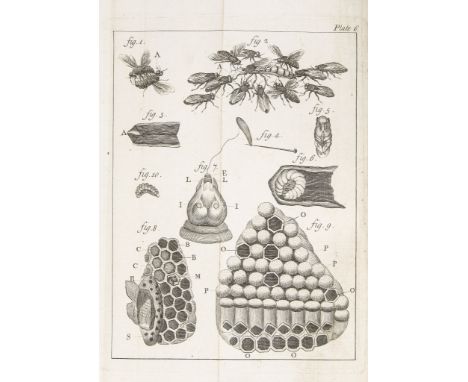 Bees.- [Bazin (Giles Augustin)] - The Natural History of Bees. Containing an Account of their...  The Natural History of Bees