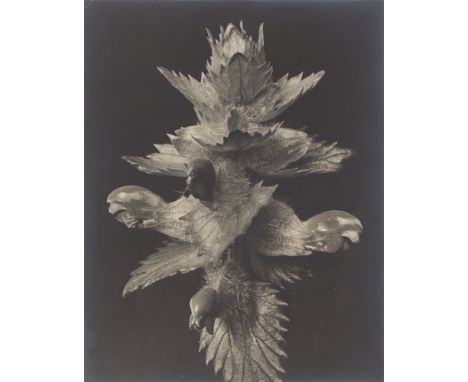 Fred Koch (Berleburg 1904 – 1947 ?). „Rhinanthus major, gr.[oßer] Klappertopf“. 1929/30Vintage. Silbergelatineabzug.  28,9&nb