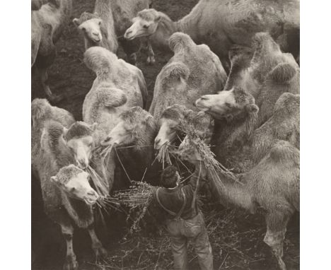Martin Munkácsi (d.i.&nbsp;Márton Memelstein) (Klausenburg, Siebenbürgen 1896 – 1963 New York). Die größte Tierhandlung der W