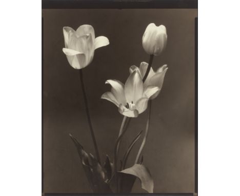 Edward Steichen (Bivange, Luxemburg 1879 – 1973 West Redding, Connecticut). Tulips. 1920Vintage oder früher Silbergelatine-Ko