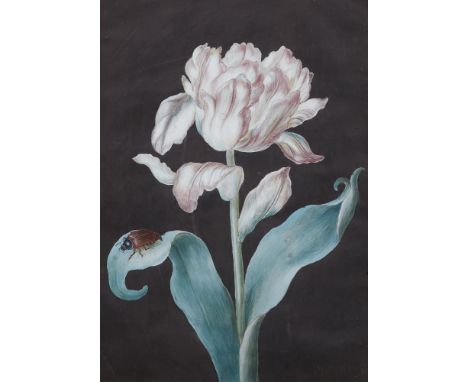 Magdalena Fürst, Rosafarbene Tulpe mit einem Maikäfer vor dunklem GrundGouache auf Pergament. 28,5 x 20,5 cm.Unter Glas gerah