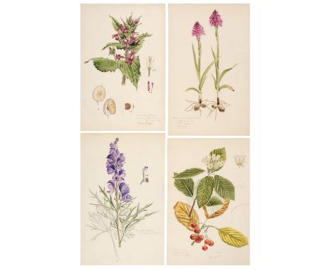 * Flora of Oxfordshire. A collection of approximately 250 botanical illustrations, 1950s, pencil and watercolour on paper or 