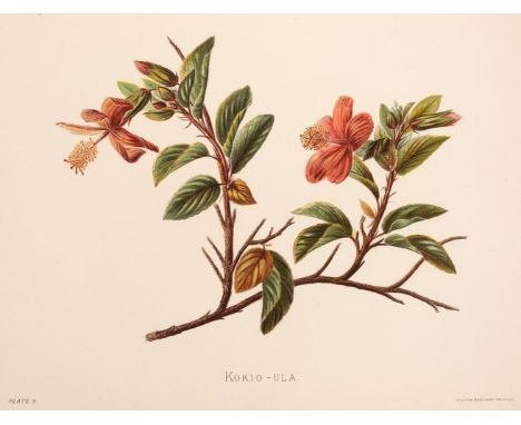 Sinclair (Isabella). Indigenous Flowers of the Hawaiian Islands. Forty-four Plates Painted in Water-colours and Described by 