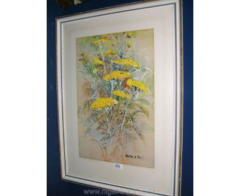 A large framed and mounted Print entitled 'Achillia' by Arthur E. Pitt