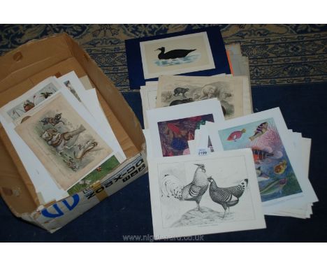 A quantity of Prints including Chicken Print, approx. 80