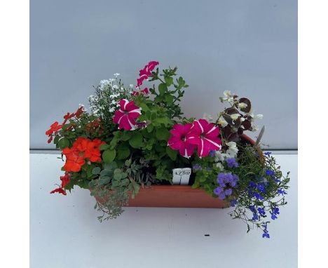 Summer planted trough. Not available for in-house P&amp;P 