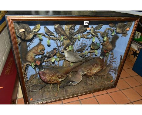 TAXIDERMY - A LATE VICTORIAN GLAZED CASE CONTAINING A DISPLAY OF GAME BIRDS AND GARDEN BIRDS, two red squirrels, two cock phe