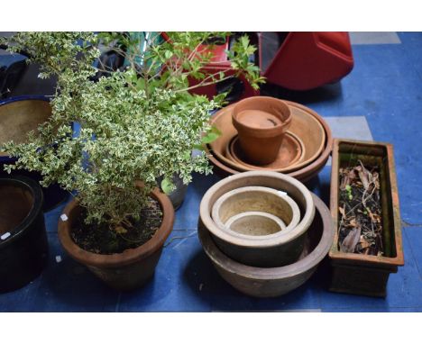 A Collection of Terracotta and Stoneware Planters and Two Terracotta Pots Containing Shrubs with a Rectangular Planter 