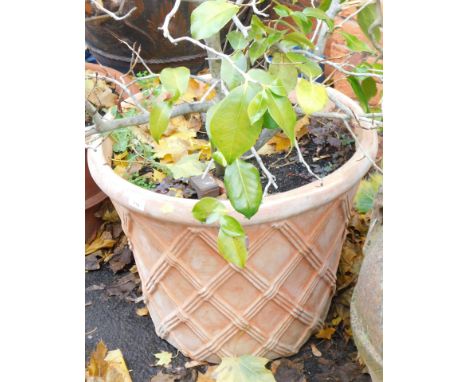 A terracotta garden planter, of hatched design, 60cm diameter.
