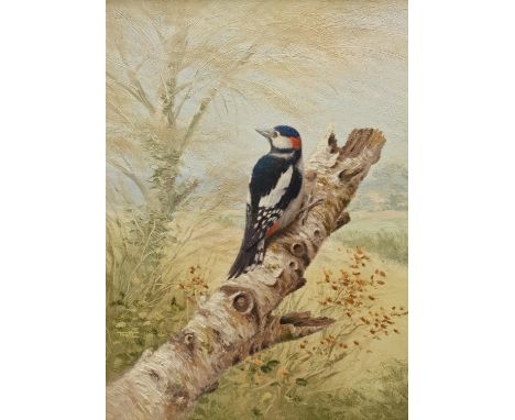 Richard Tratt (British 1953-): Great Spotted Woodpecker, oil on canvas signed and dated 1990, 39cm x 28cm; Mollie Everett Fie
