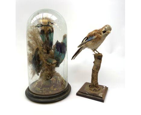 An uncased taxidermy specimen of a Jay (Garrulus glandaris), stood upon a branch and mounted upon a wooden stepped base, incl