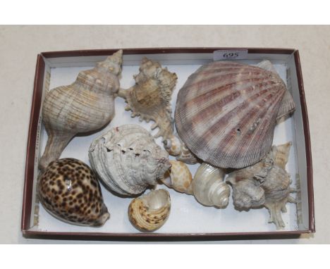 A quantity of sea shells