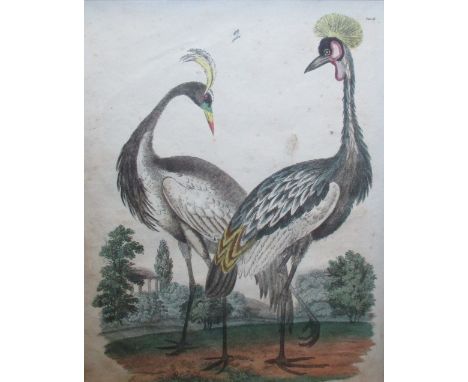 A Regency bird drawing and bird print  