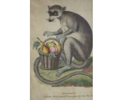 Five19th century bird prints and one monkey print (6)  