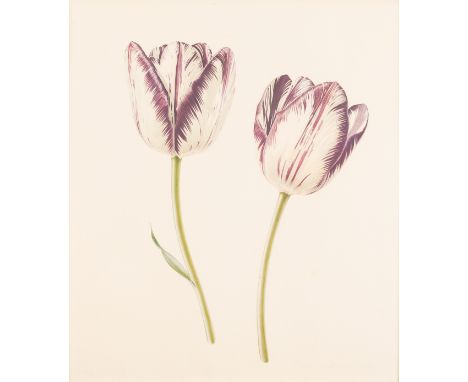 Rory McEwen (British 1932-1982)/Two Tulips/signed and dated 1976, numbered 102/500/colour print, 57cm x 51cm CONDITION REPORT