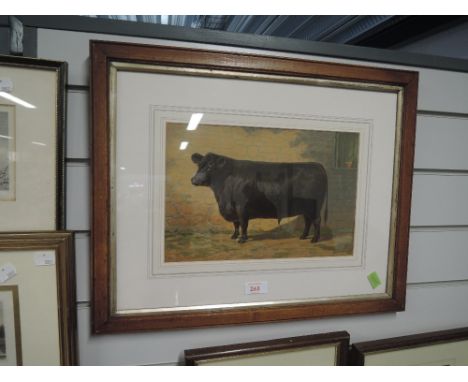 A full colour print of black bull 1907