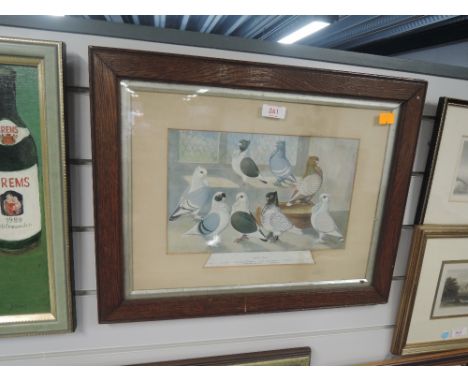 A full colour print of oriental pigeon breeds