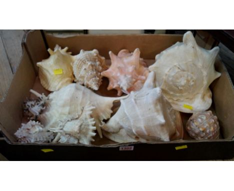 A collection of ten various shells, to include conches.