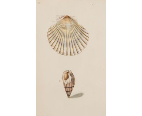 Conchology.- Turton (William) A Conchological Dictionary of the British Islands, silhouette on title, 28 hand-coloured engrav