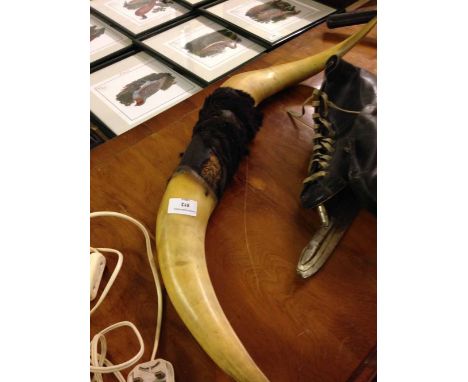 A pair of vintage animal horns probably Bison/Buffalo.