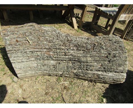 A weathered oak trunk bearing its own eco system, 110 cm in length 