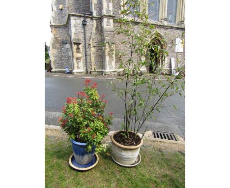 Two planters, one in terracotta on in ceramic, both planted 