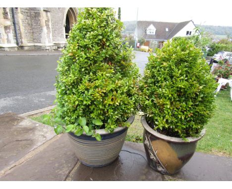 Two ceramic glazed pots, each planted with a box tree 