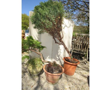 Two terracotta pots planted with shrubs and a further ceramic pot 