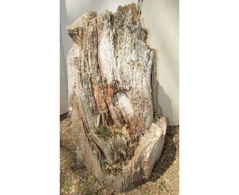 A weathered oak trunk bearing a simple eco system 65 cm in height 