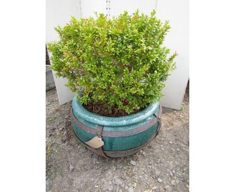 An unusual green ceramic planter with iron work overlay planted with a box 60 cm diameter 